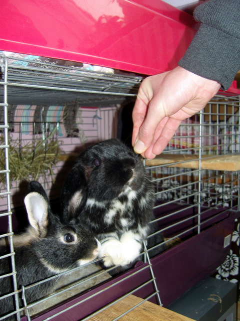 Zwergkaninchen Bennybunny & Tartuffo